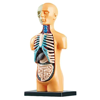 3D Съемная анатомическая модель человеческого торса для обучения, игрушка, обучение строению человеческого тела для ребенка, Ученик