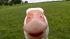 Толпа гусей ворвалась на государственную выставку растений и съела часть экспонатов.webp