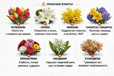 Цветы могут убить вашу кошку.webp