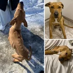 Собака, похожая на скелет, бродила по улицам сибирского города.webp