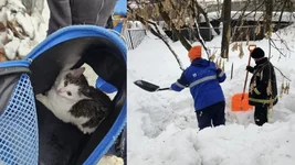 Спасателям пришлось расчищать снег, чтобы помочь котику.webp