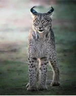 Пиренейская рысь.webp