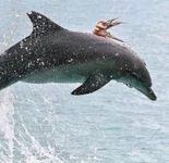 Кошки-мышки по-афалиньи.webp