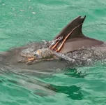 Кошки-мышки по-афалиньи..webp