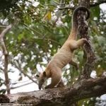 Четырехпалый тамандуа, муравьед, живущий на деревьях.webp