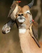 Волоклюи - санитары саванны.webp