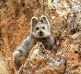 Илийская пищуха.webp