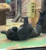 А у наших горилл каждый день - как суббота и воскресенье.webp