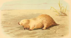 Сумчатые кроты.webp