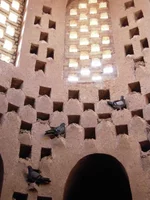 Сизый голубь.....webp