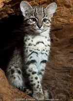 Кошка Жоффруа.webp