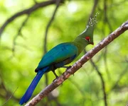 Турако Шалова.webp