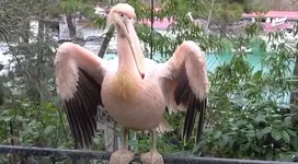 Розовый пеликан.webp