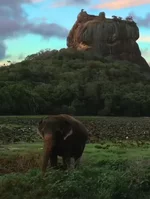 Цейлонский слон.webp