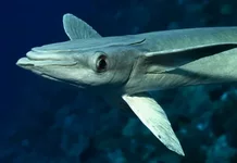 Рыба прилипала.webp