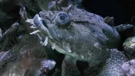 Рыба жаба..webp