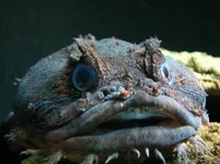 Рыба жаба.webp