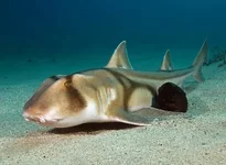 Акула порта Джексон.webp