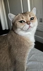 Девушка показала свою кошку 6 (1).webp