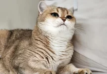 Девушка показала свою кошку 5 (1).webp