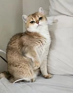 Девушка показала свою кошку 4 (1).webp