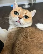 Девушка показала свою кошку... (1).webp