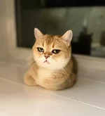 Девушка показала свою кошку 2.webp