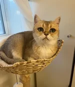 Девушка, показала свою кошку..webp