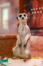 В екатеринбургском зоопарке появились новые жители.webp