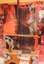 В екатеринбургском зоопарке появились новые жители..webp