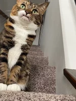 У этого котика по кличке Прелесть отсутствуют два верхних клыка 8 (1).webp