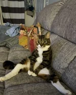 У этого котика по кличке Прелесть отсутствуют два верхних клыка 6 (1).webp