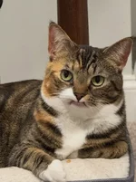 У этого котика по кличке Прелесть отсутствуют два верхних клыка 5 (1).webp