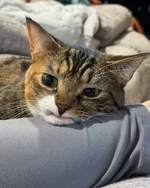 У этого котика по кличке Прелесть отсутствуют два верхних клыка 4 (1).webp