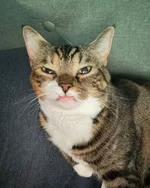 У этого котика по кличке Прелесть отсутствуют два верхних клыка.. (1).webp