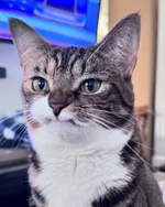 У этого котика по кличке Прелесть отсутствуют два верхних клыка (1).webp