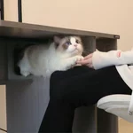 японцы придумали компьютерный стол со встроенным кошачьим домиком 2.webp