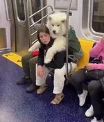 Собакен в сумке 10.webp