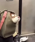 Собакен в сумке 9.webp