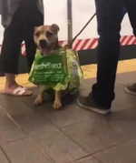 Собакен в сумке 8.webp