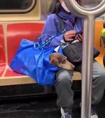 Собакен в сумке 7.webp