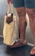 Собакен в сумке 6.webp