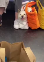 Собакен в сумке 5.webp