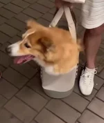 Собакен в сумке 4.webp