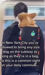 Собакен в сумке 3.webp