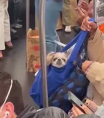 Собакен в сумке 1.webp