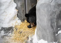 В Екатеринбургском зоопарке проснулись мишки..webp