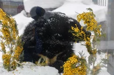 В Екатеринбургском зоопарке проснулись мишки.webp