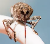 Ореховый долгоносик..webp