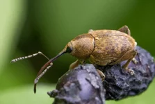 Ореховый долгоносик.webp